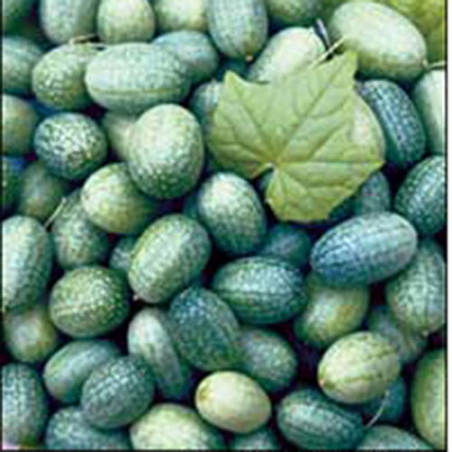 Cucamelon: Mouse Melon